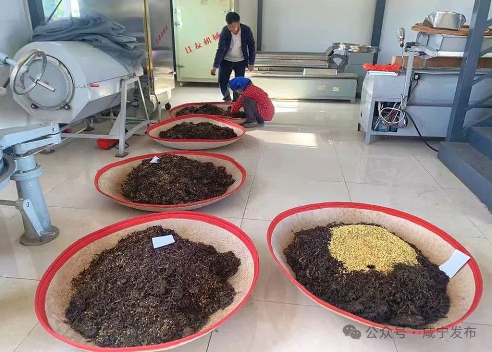 人民日报聚焦咸宁：一盏茶开出一朵花