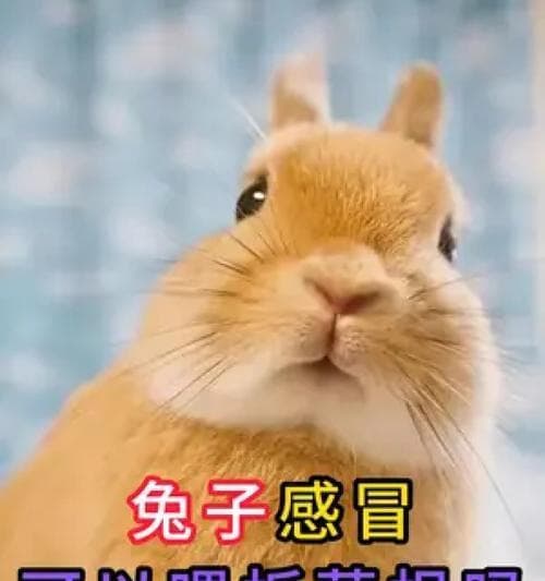 兔子感冒了怎么办？一份全面指南（判断兔子感冒和帮助恢复健康的实用建议）