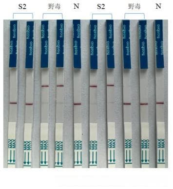 CRISPR-Cas12a：一款强有力的检测识别工具