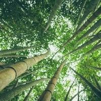 重章叠句的作用：以《诗经》为例