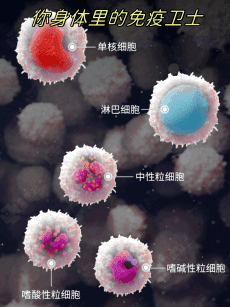 检验之窗 | 炎症“信号灯”：C反应蛋白、白细胞及其分类细胞的奥秘