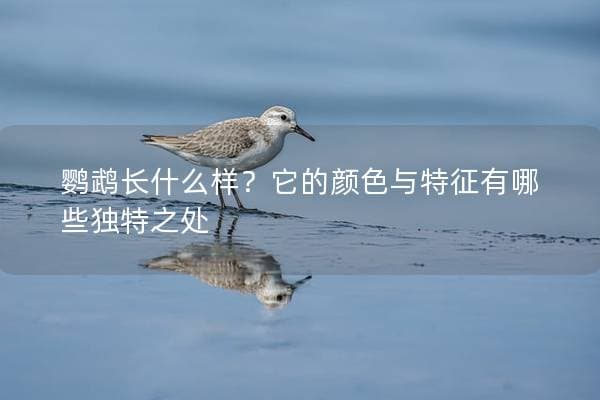 鹦鹉长什么样？它的颜色与特征有哪些独特之处