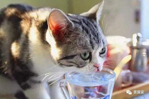 宠物猫咪健康饮水指南