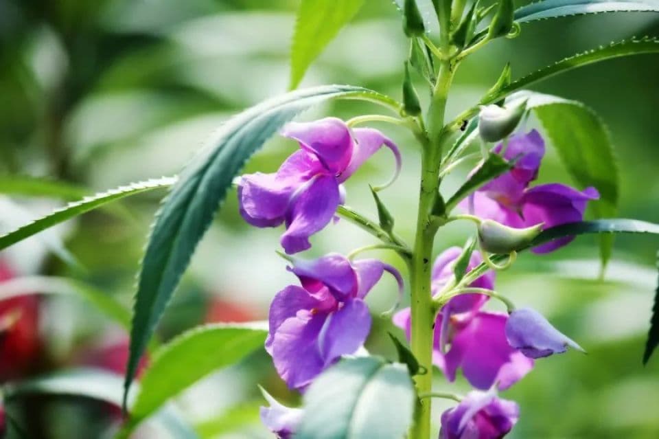 万物有灵丨纤纤指甲染红鲜——凤仙花