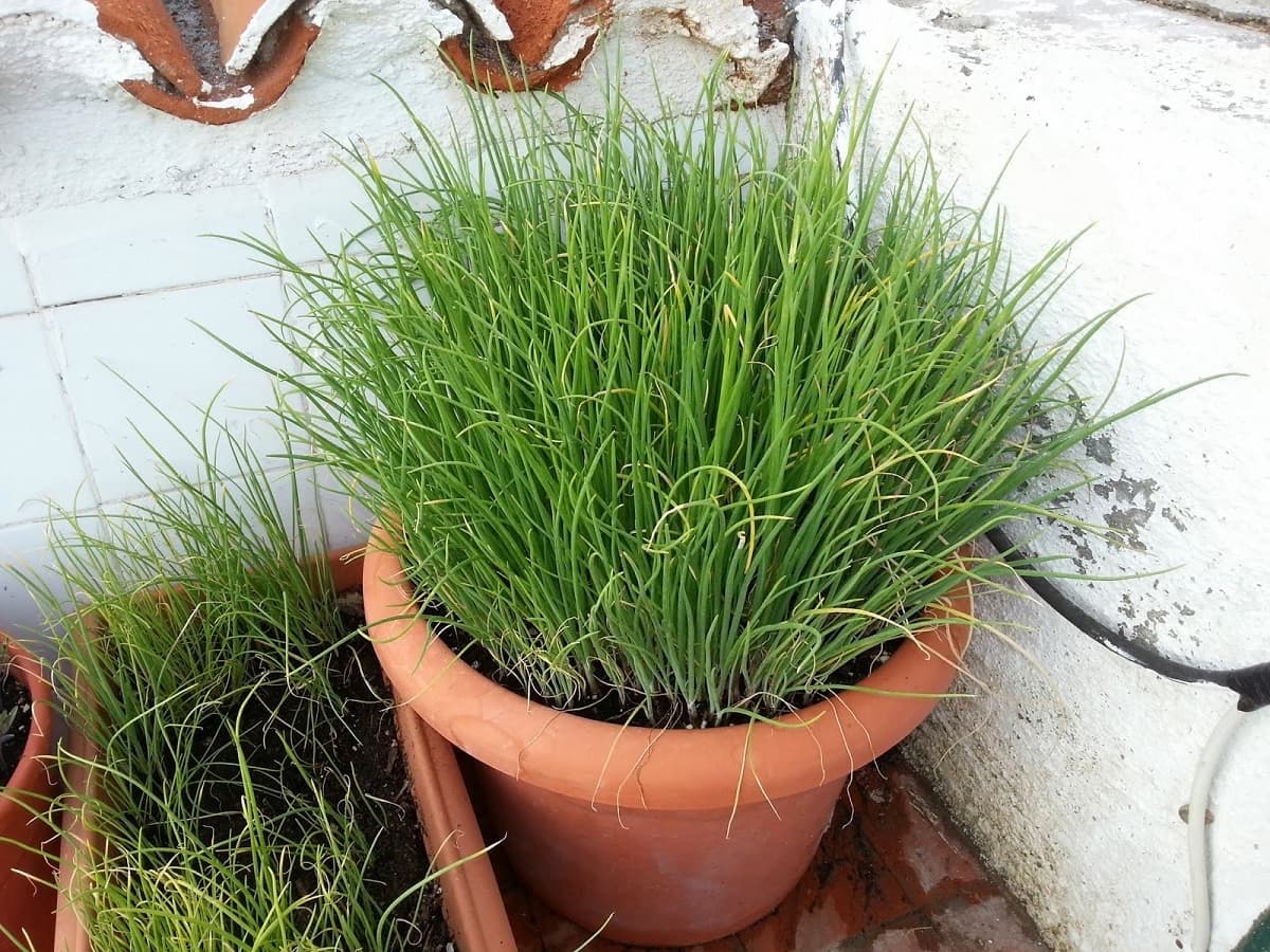 如何种植韭菜