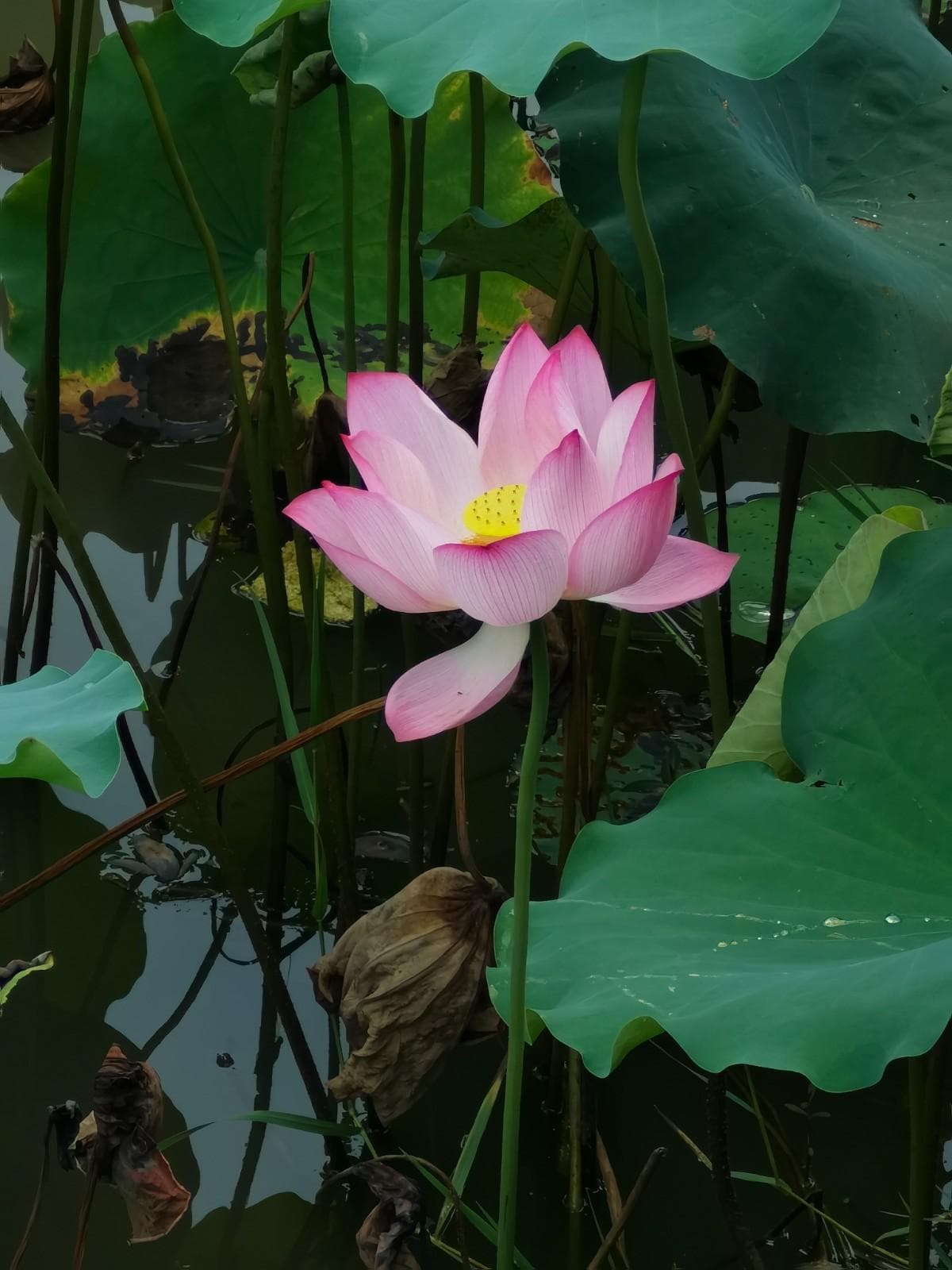 常见名字中有“莲”的“莲花”们！