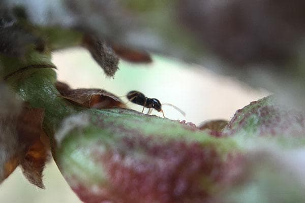 惊蛰节气：自然现象、传统习俗与养生之道