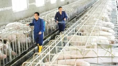 怎么才能把猪养好？必须熟悉猪的信号