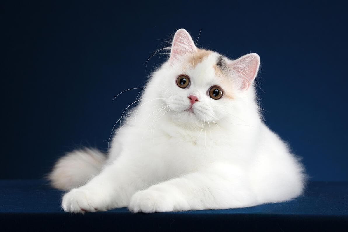 猫咪遗传病风险：近亲繁殖的影响及预防