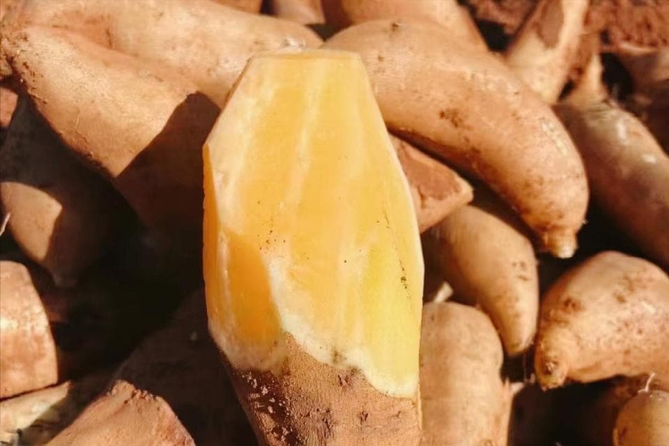 “含糖但又不含糖”的雪莲果，曾经风靡一时，今年上市遇冷了吗？