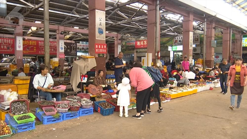 松茸降到200元/公斤！鸡枞、见手青、青头菌……
