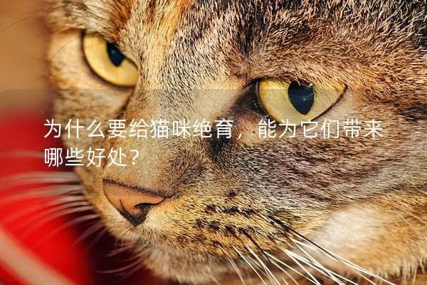 为什么要给猫咪绝育，能为它们带来哪些好处？