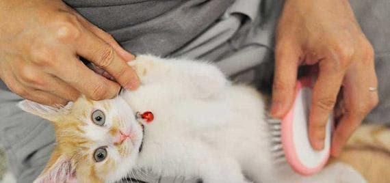 为你的宠物猫咪梳毛，从而拥有健康快乐的生活