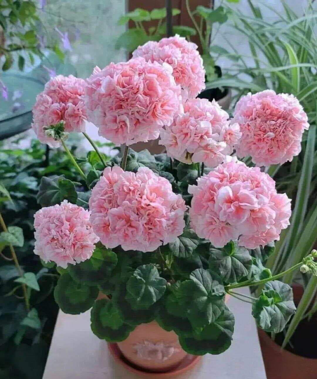 天竺葵“度夏秘诀”有3点，不黑腐不烂根，还能多冒花苞