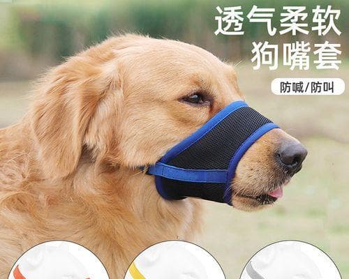 宠物狗饮食禁忌：15种不能吃的食物及替代方案