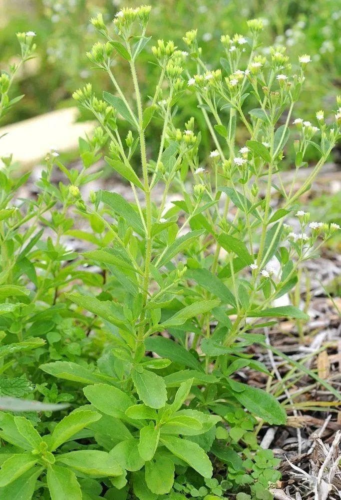 药用植物--甜叶菊（甜叶菊叶）
