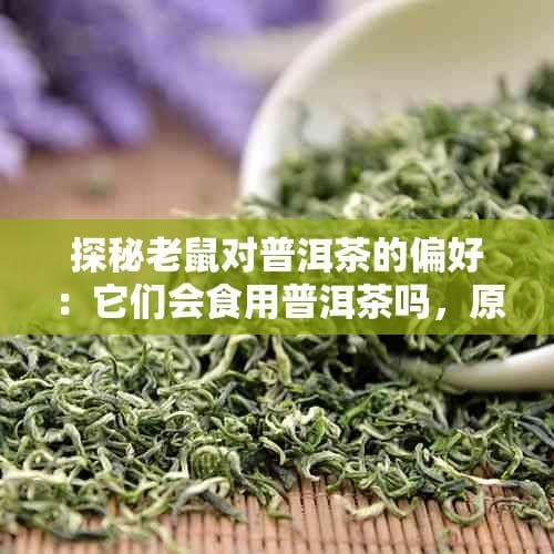 探秘老鼠对普洱茶的偏好：它们会食用普洱茶吗，原因何在？