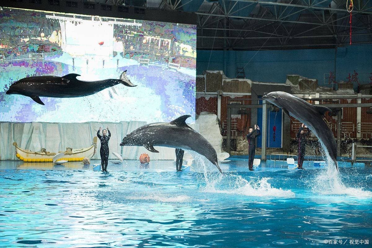 烟台蓬莱海洋极地世界：集海洋动物表演、水族馆和极地动物展示于一体的旅游胜地