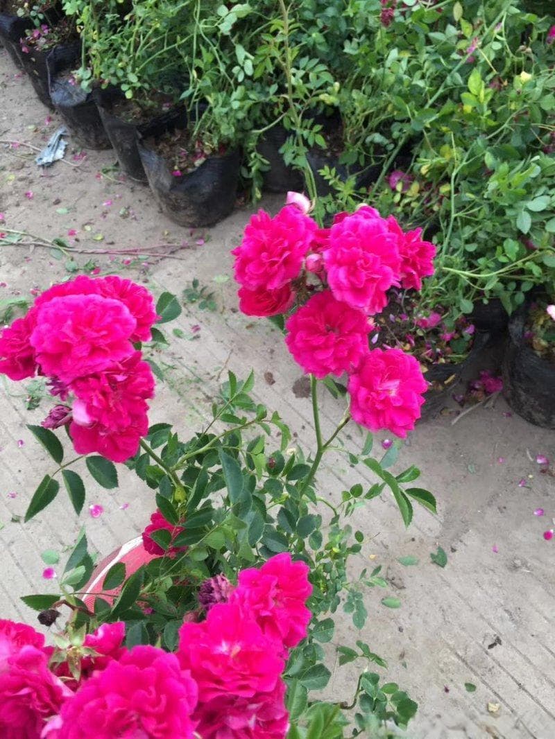 黄木香花语：幸福与甜蜜的象征