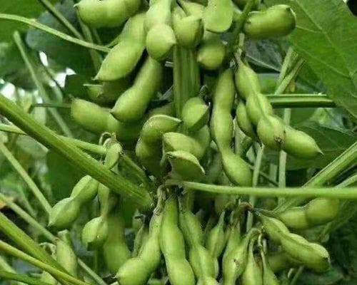 毛豆种植时间和方法详解（从种子的选择到收获的全流程指南，快速掌握种植技巧）