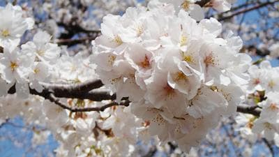 2025年日本樱花花开预测：全境53地详细时间表出炉