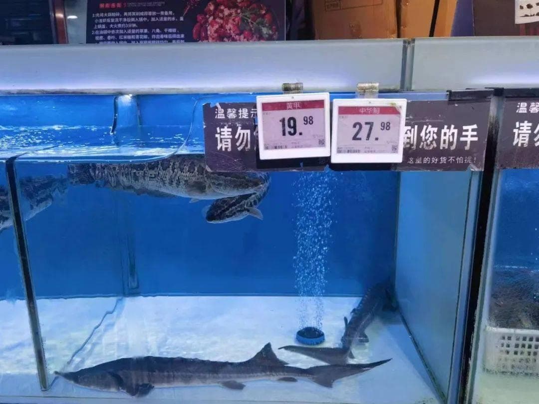 金溪一超市卖“中华鲟”，是真有其事还是商家噱头？