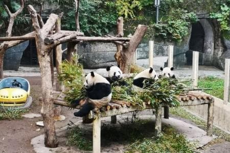 重庆动物园游玩攻略：从门票到美食住宿全方位指南