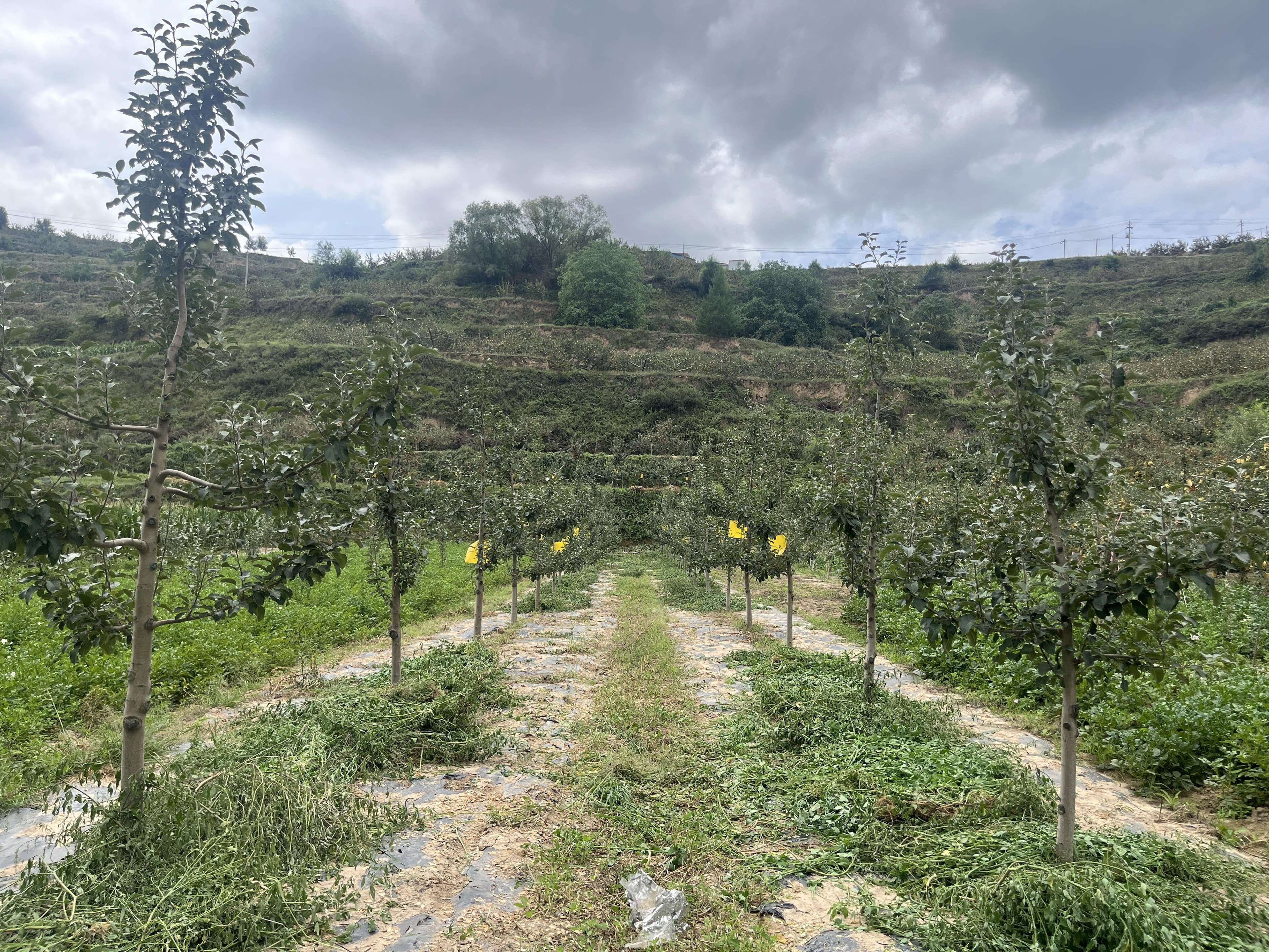 苹果树宽行距窄株距栽植模式的优势与实施要点