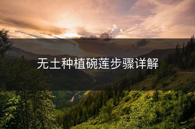 无土种植碗莲步骤详解