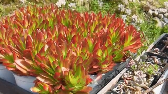 多肉植物养护指南：光照、浇水、土壤、营养四大要素详解