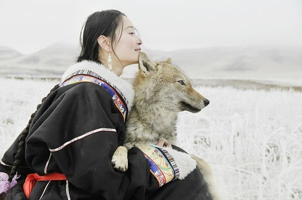 重返狼群：一个关于人与自然和谐共处的传奇故事