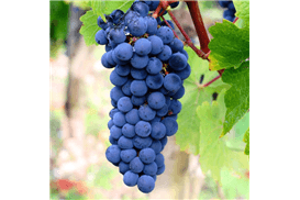 佳美娜(Carmenere)