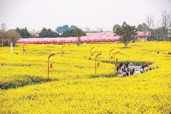 成都人周末打卡点更新：赏花、徒步、挖折耳根成新潮流