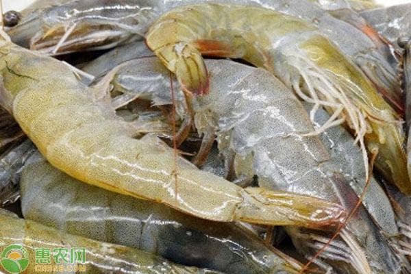 虾怎么保存？