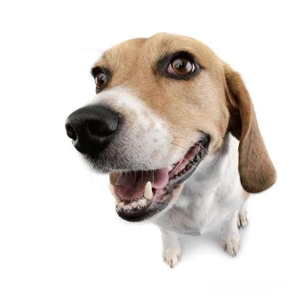 恐犬心理该如何缓解？