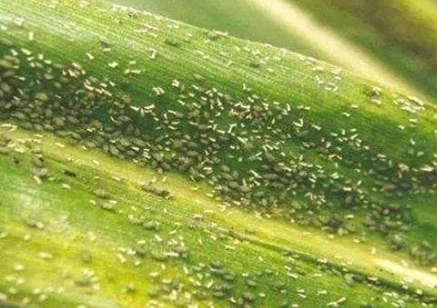 防治蚜虫的15种方法，每一种都要掌握！（建议收藏）