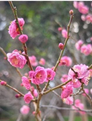 有梅花品格的人有哪些？