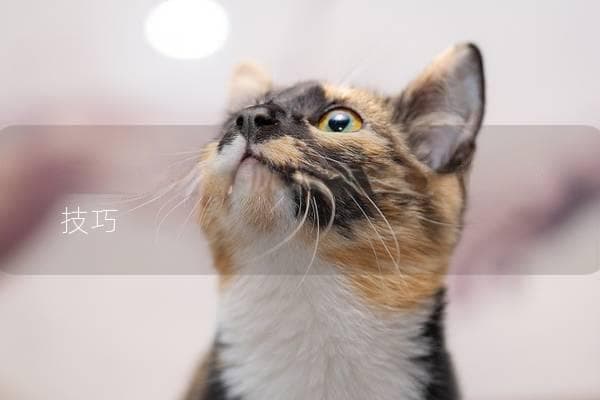 怎么跟猫咪玩，教你几招有趣的互动技巧