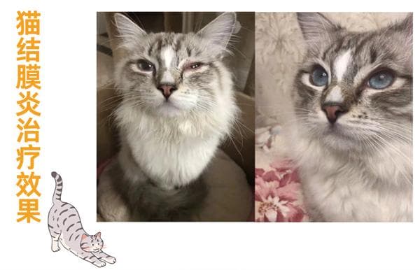 猫咪结膜炎or角膜炎？如何判断和治疗？