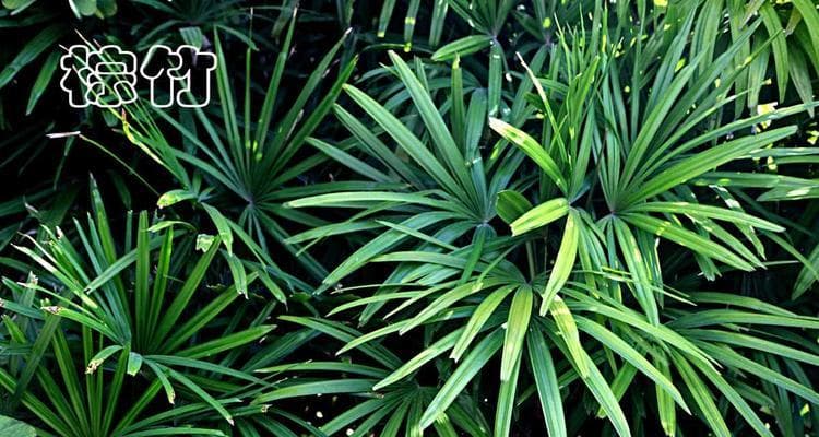 探秘热带植物世界：多彩多姿的热带植物及其生态特征
