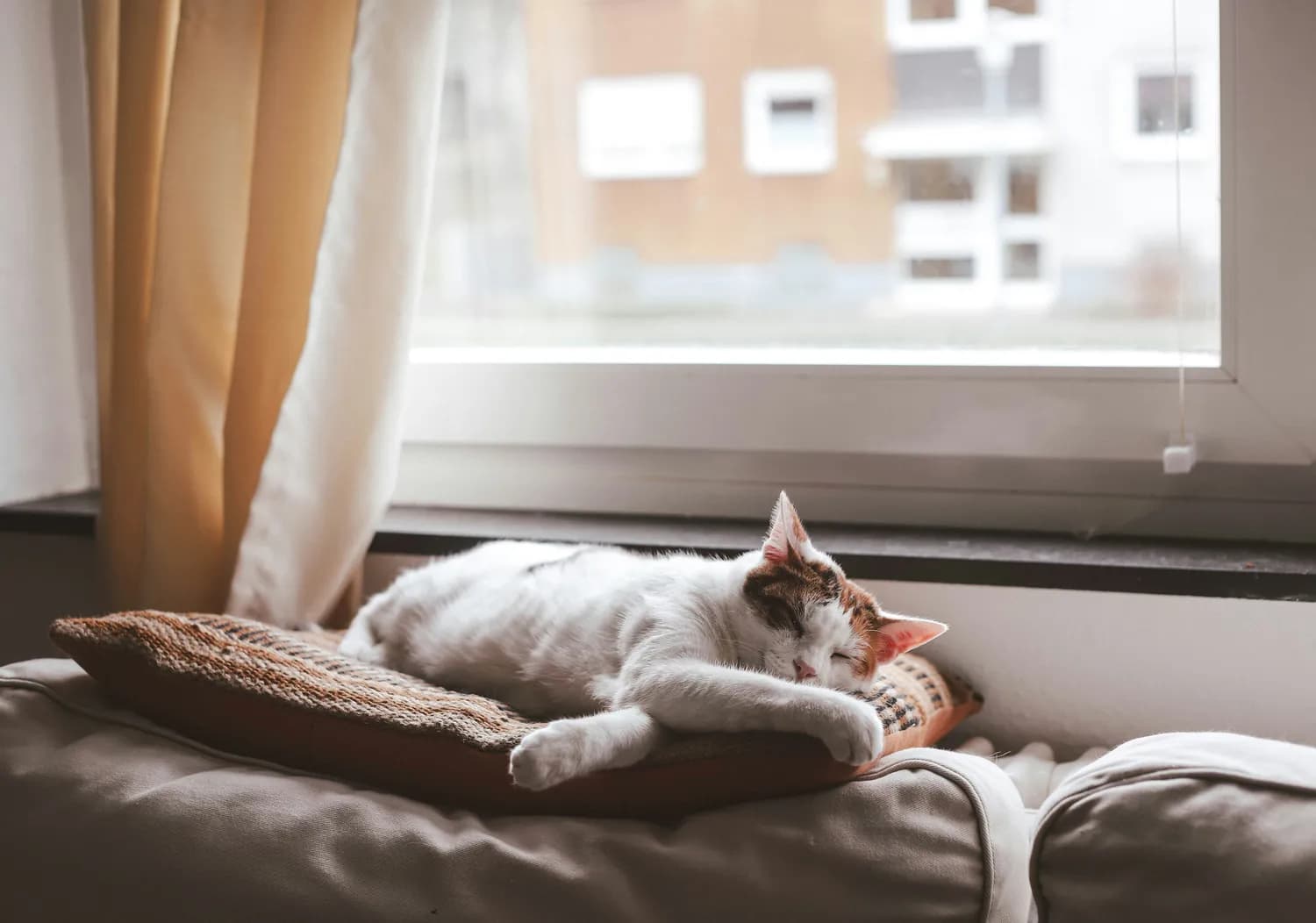 秋冬换季，你的猫咪如何保暖？