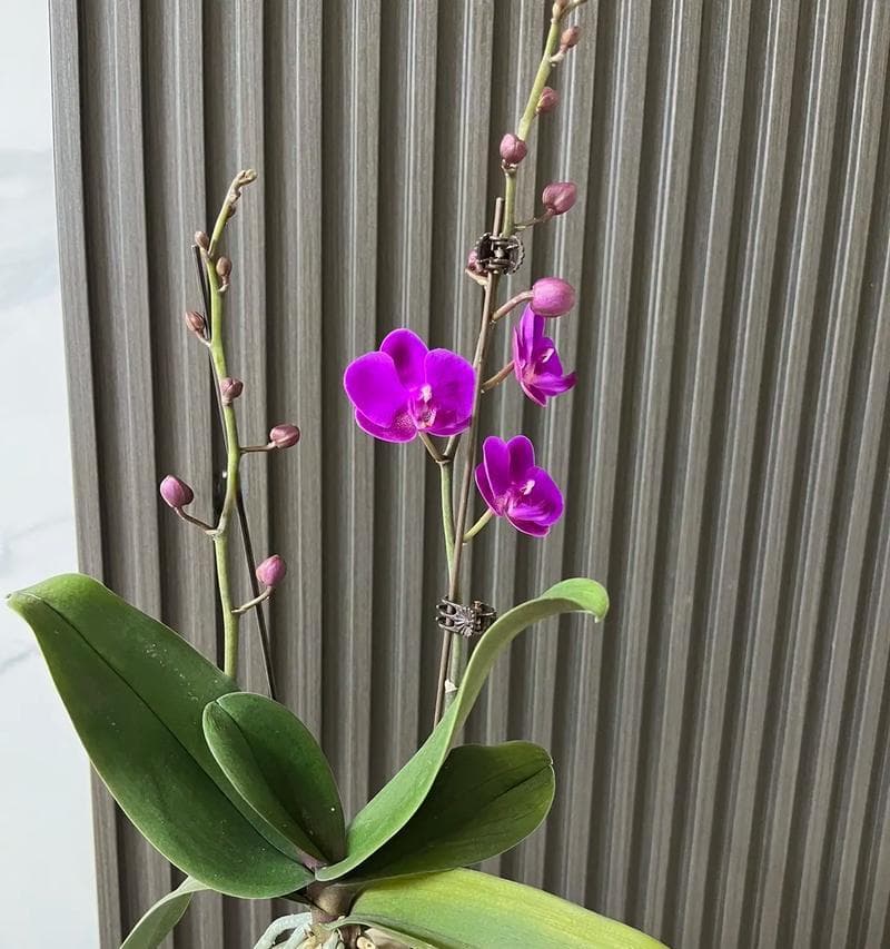 蝴蝶兰开花全攻略：从环境到养护的全方位指南