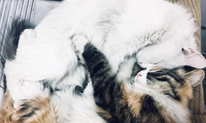 猫咪不愿进生产箱？这份实用指南帮你轻松应对