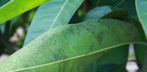 芒果病虫害防治技术与方法措施（全面了解芒果病虫害及其防治，助力芒果高产高效）