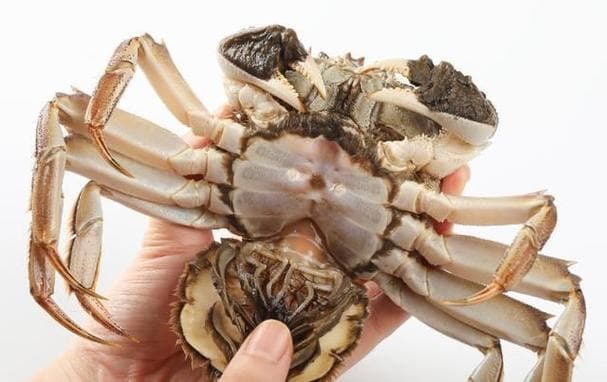 怎么观察螃蟹是否还活着？——海鲜挑选指南，避免买到死蟹！