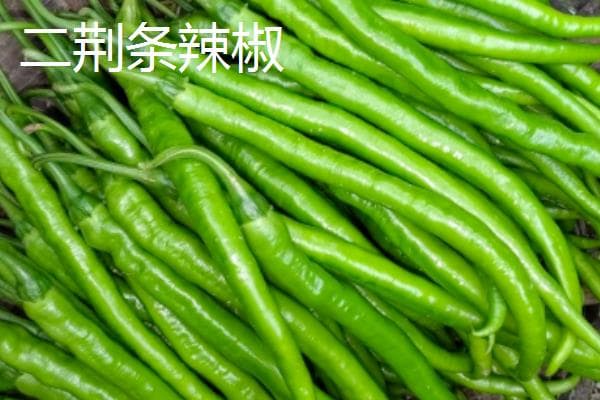 辣椒品种大盘点：二荆条、七星椒等常见品种及各地特色辣椒