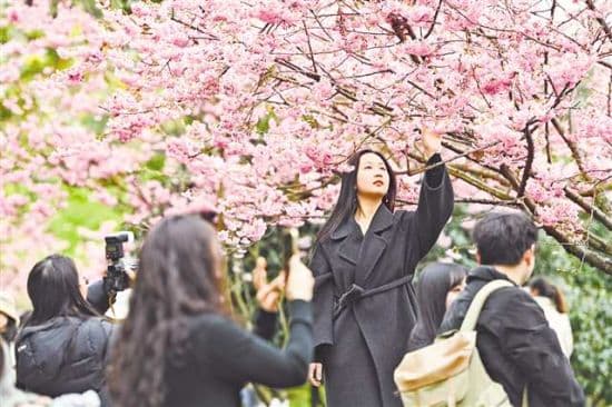 重庆赏花游如何做足“花”文章 升级花样 拓展花边 补强花链