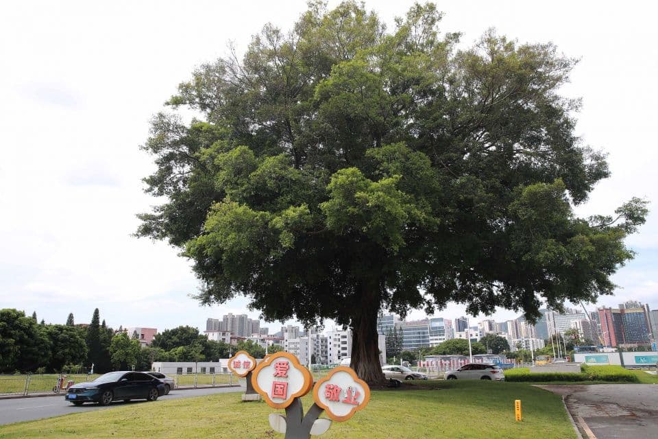深圳重点交通项目为古树名木原址保护划出“绿美”生态弧线