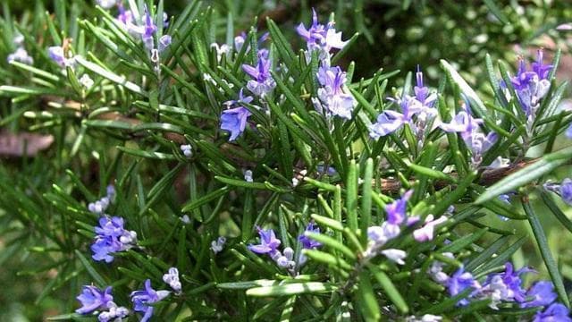 如何成功种植迷迭香？（注意事项、养护技巧、收获方法等详解）