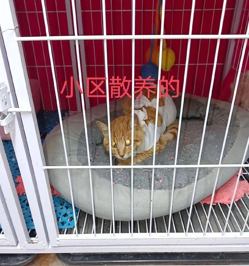 猫咪绝育：风险与好处全面解析